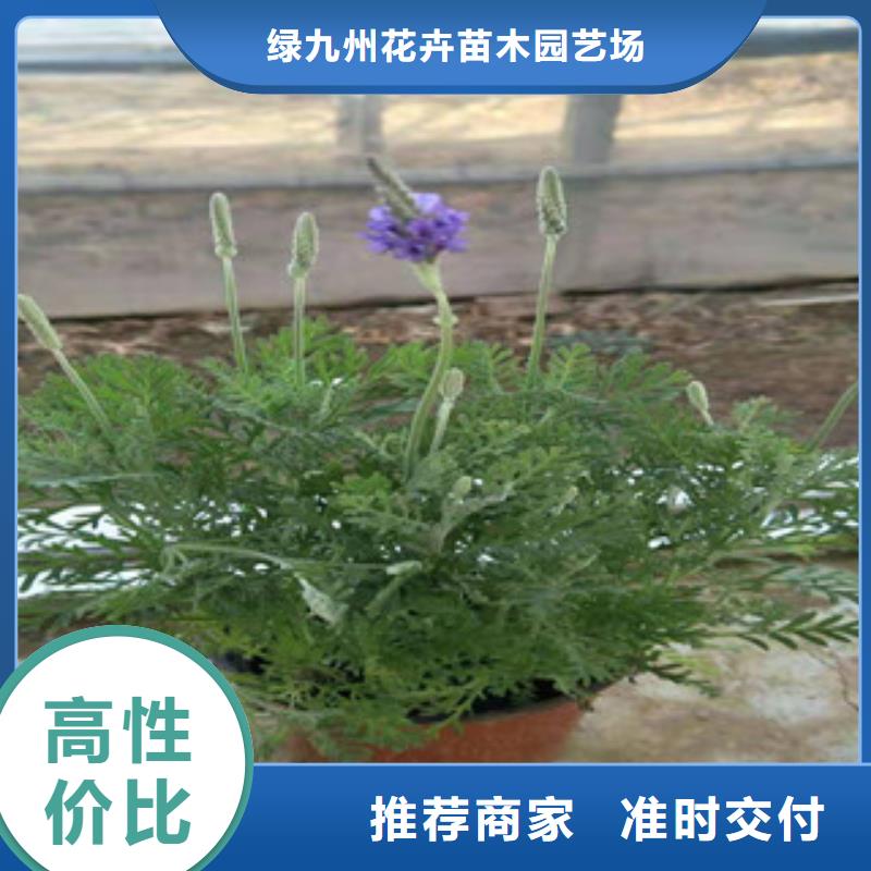 【宿根花卉-柳叶马鞭草/薰衣草生产厂家】