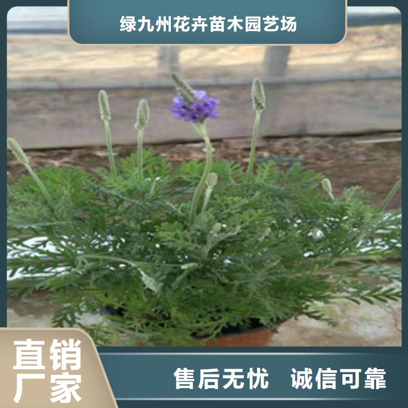 宿根花卉花海景观工程源厂定制