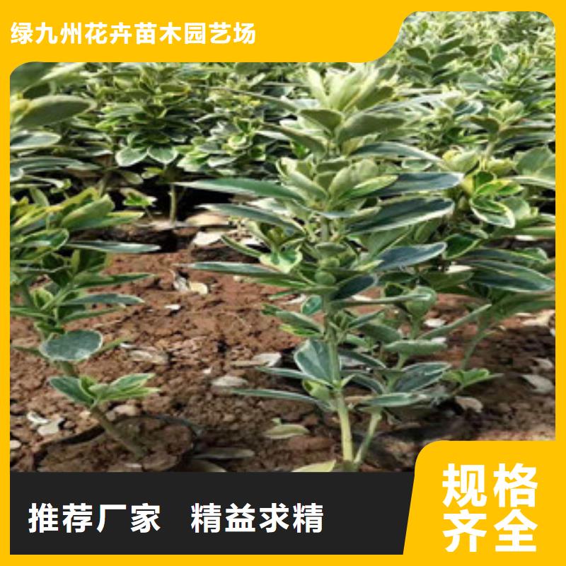 宿根花卉观赏草/蒲苇狼尾草真材实料