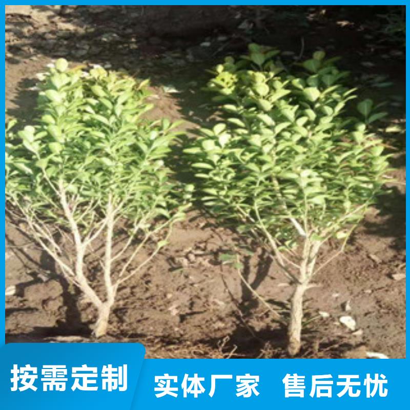 宿根花卉-【花海景观工程】加工定制