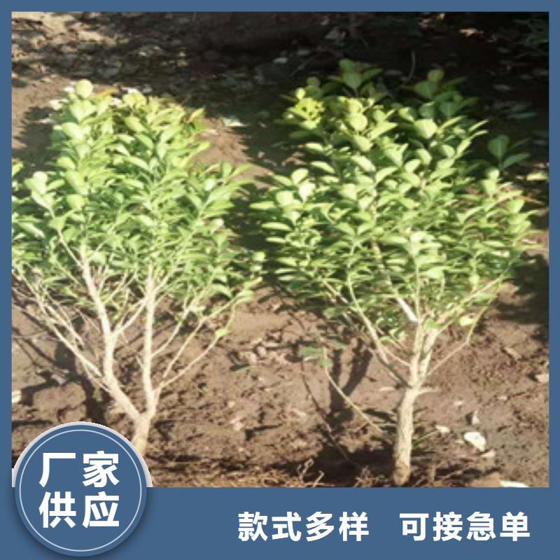 宿根花卉观赏草/蒲苇狼尾草真材实料