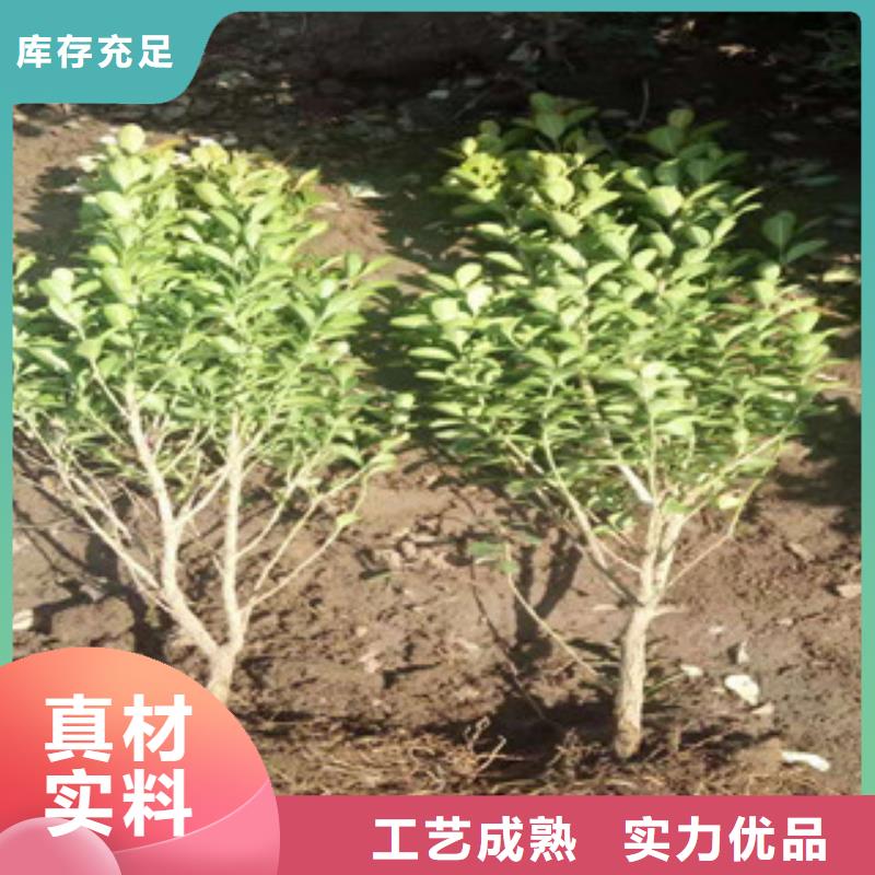 宿根花卉,观赏草/蒲苇狼尾草通过国家检测