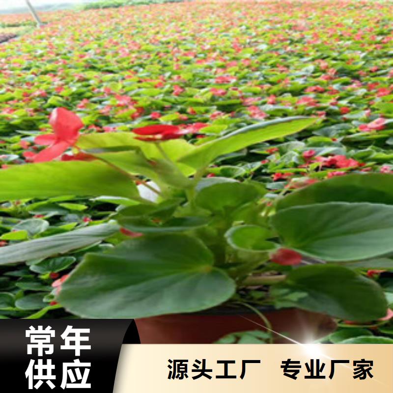 宿根花卉时令花卉/绿化草花价格厂家精选