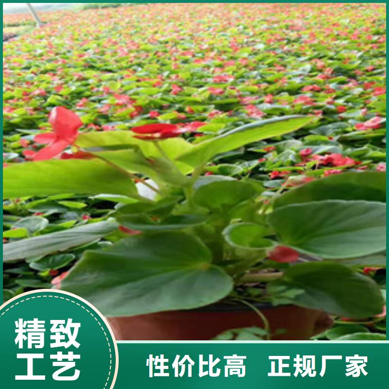 宿根花卉鲁冰花/粉黛乱子草优选货源