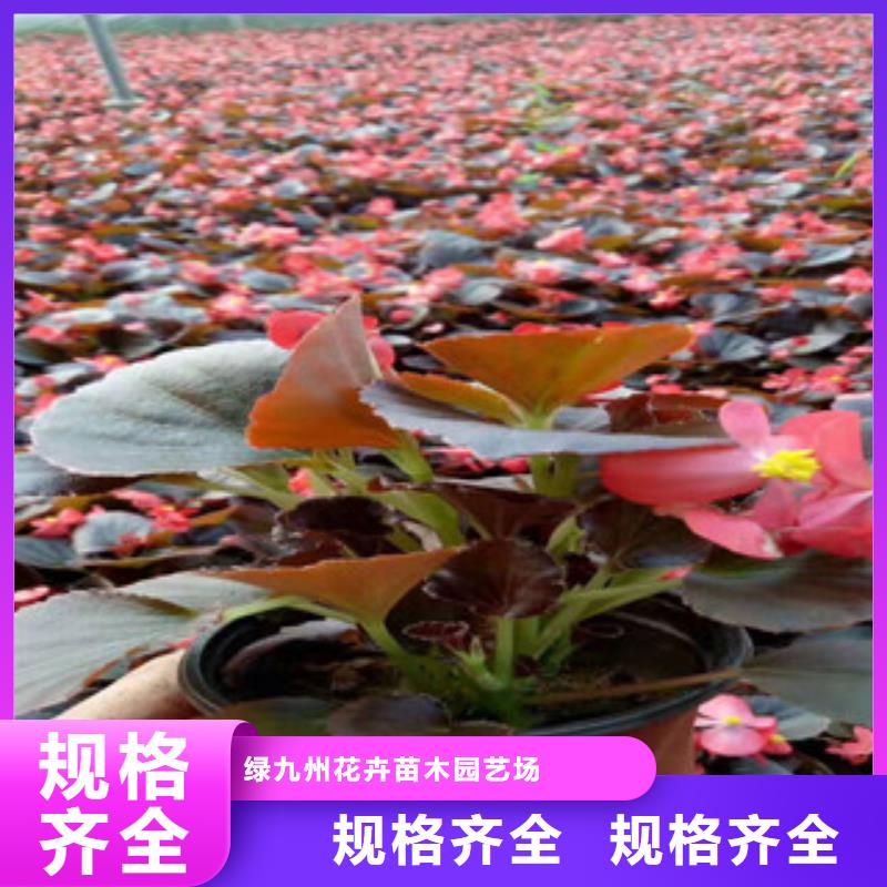 【宿根花卉花海景观工程实地大厂】