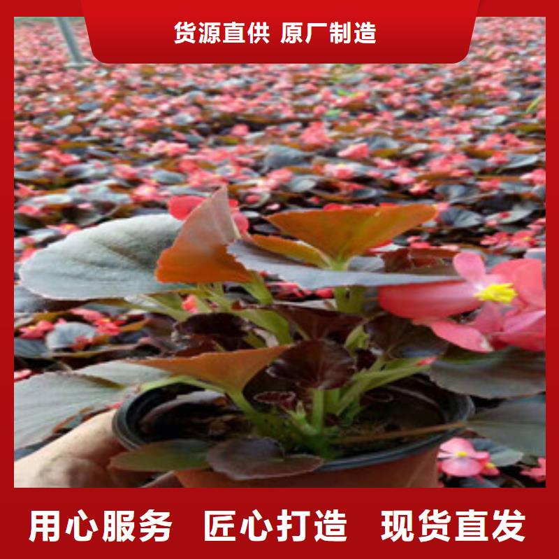 宿根花卉-【花海景观工程】加工定制