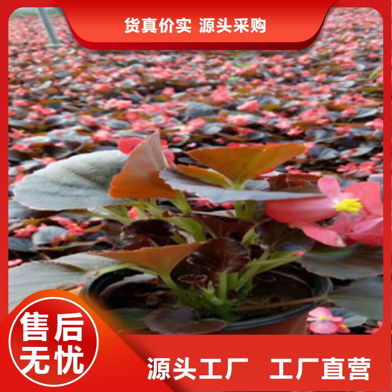 宿根花卉,【花海景观工程】源头厂家