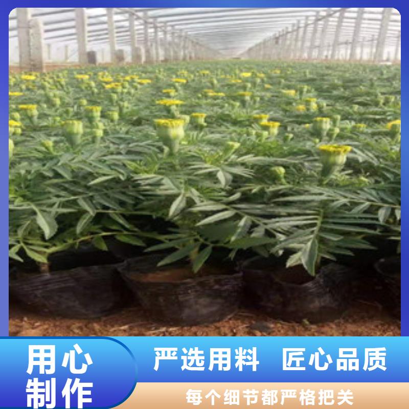 【宿根花卉鲁冰花/粉黛乱子草大品牌值得信赖】