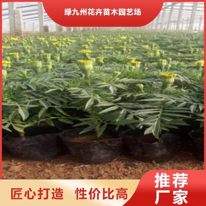 宿根花卉【五一国庆草花批发】0中间商差价