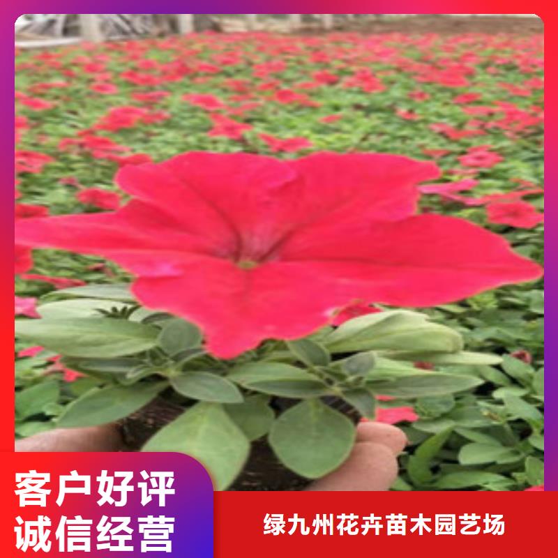 【宿根花卉】五一国庆草花批发经验丰富质量放心