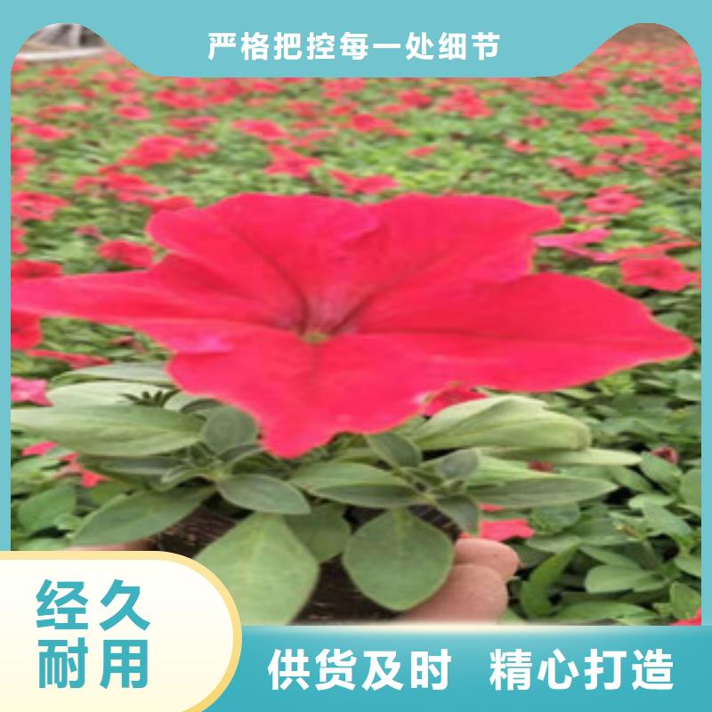 【宿根花卉】柳叶马鞭草/薰衣草实体诚信厂家