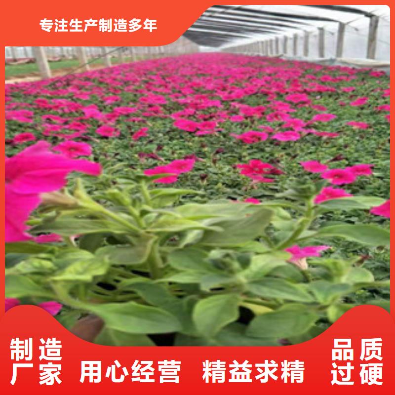 【宿根花卉】花海景观工程从厂家买售后有保障