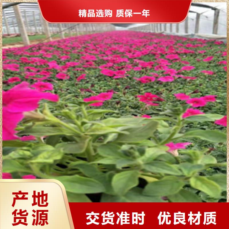 宿根花卉时令花卉/绿化草花价格厂家精选