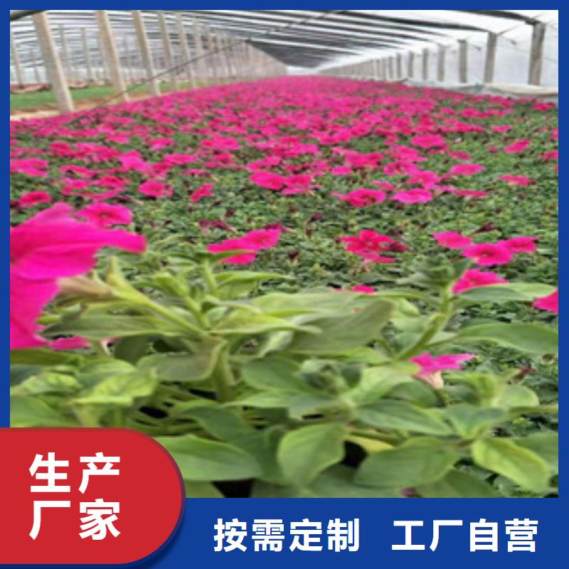 宿根花卉【五一国庆草花批发】0中间商差价