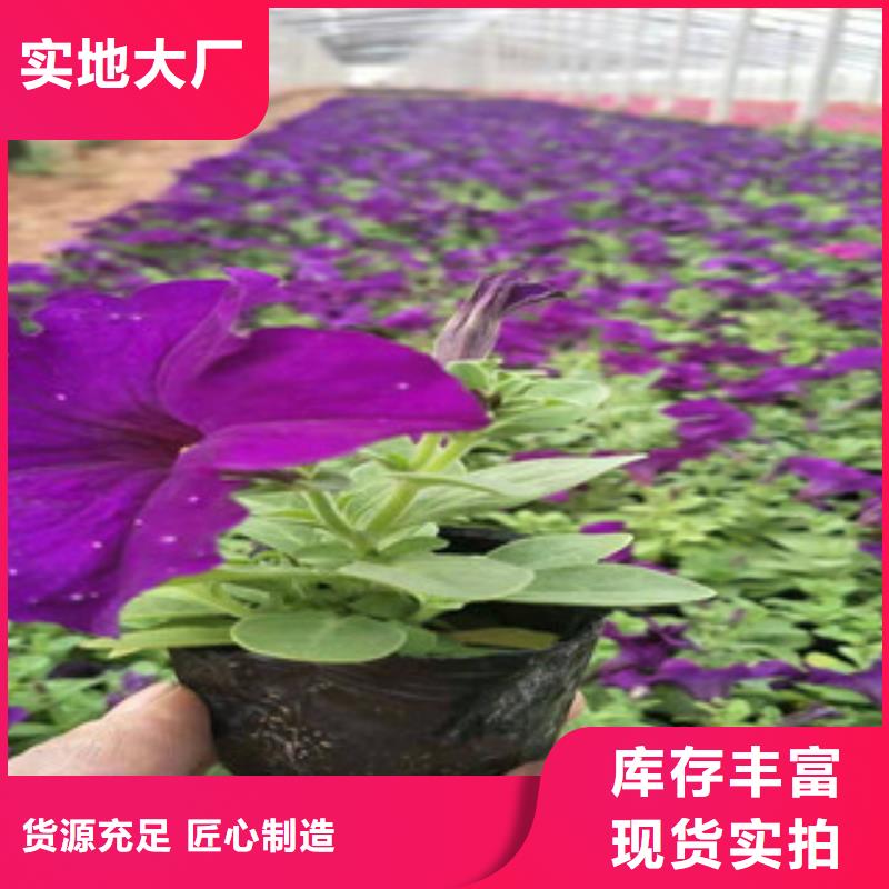 【宿根花卉】花海景观工程从厂家买售后有保障