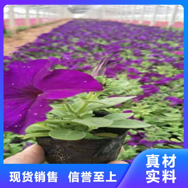 宿根花卉_时令花卉/绿化草花价格可放心采购