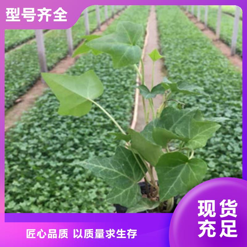 宿根花卉-【水生植物/荷花睡莲】快捷物流