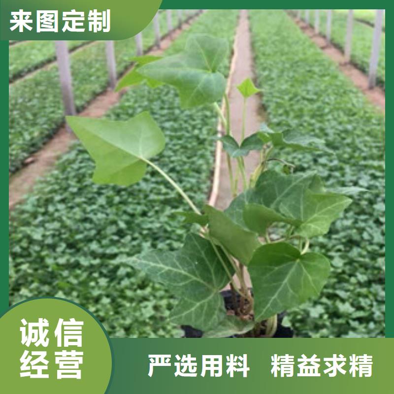 【宿根花卉】观赏草/蒲苇狼尾草量大从优