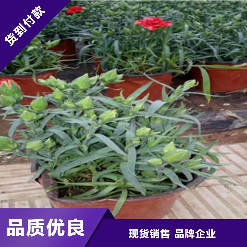 宿根花卉水生植物/荷花睡莲工程施工案例