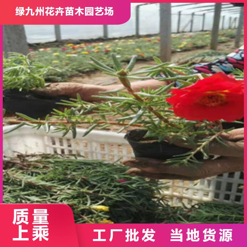 【宿根花卉】柳叶马鞭草/薰衣草货源稳定