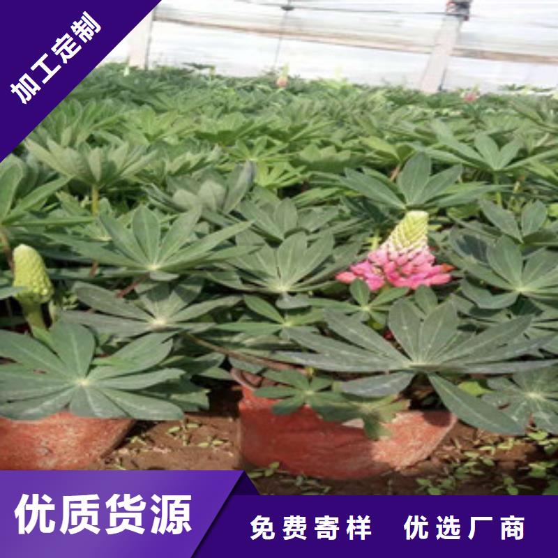 宿根花卉-【花海景观工程】加工定制