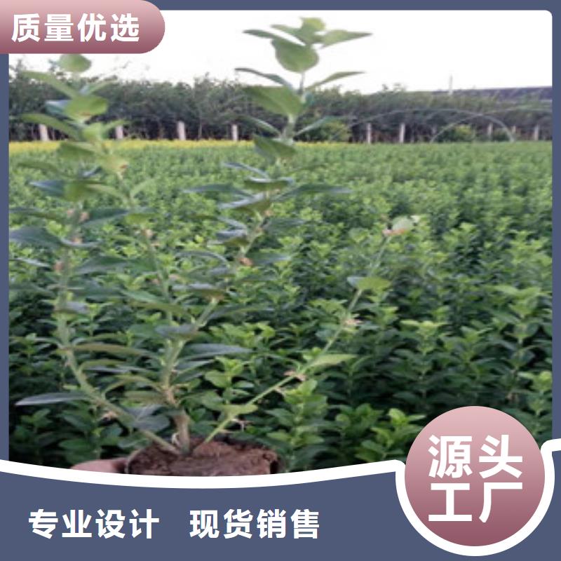 宿根花卉水生植物/荷花睡莲每一处都是匠心制作