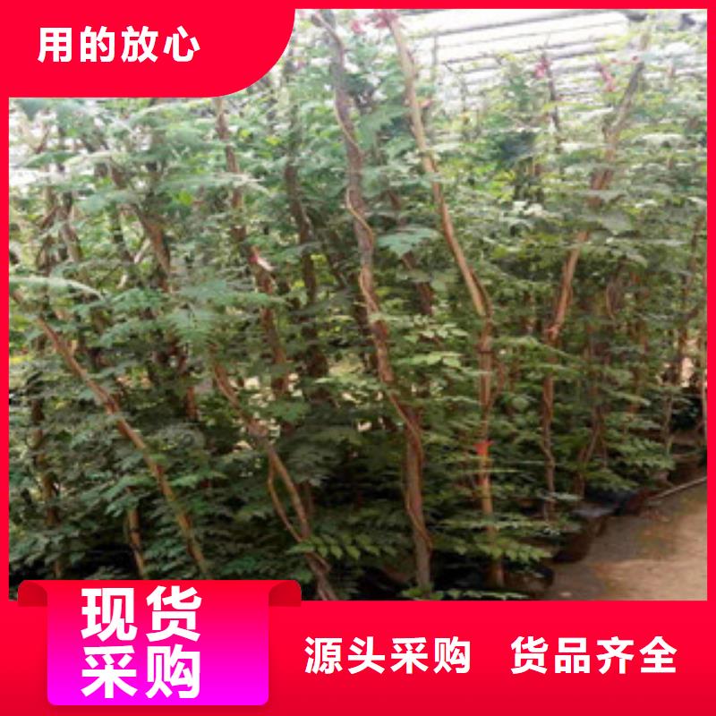 宿根花卉-【花海景观工程】加工定制