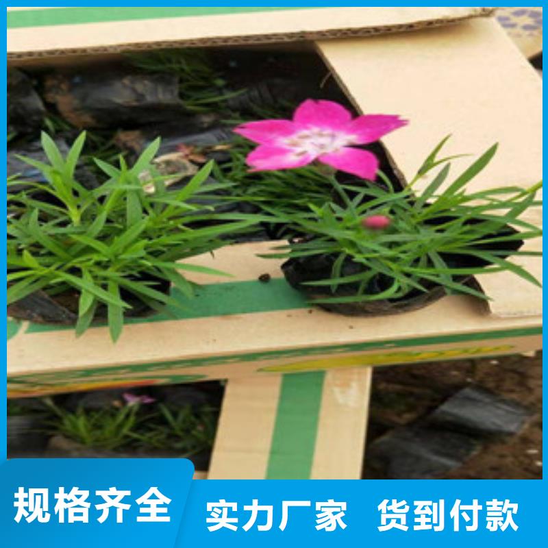 宿根花卉鲁冰花/粉黛乱子草优选货源