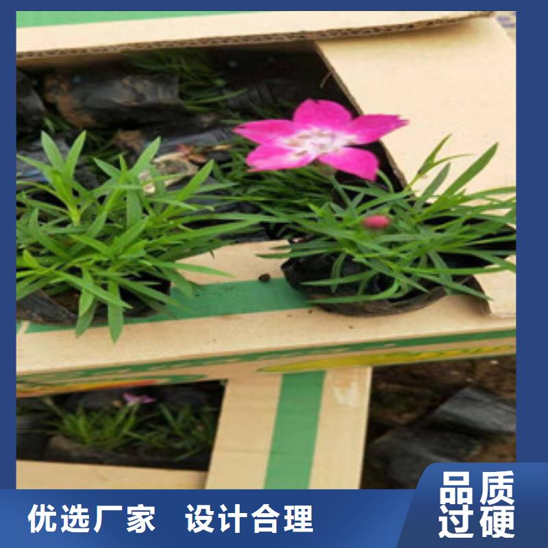 【宿根花卉】花海景观工程专注生产制造多年