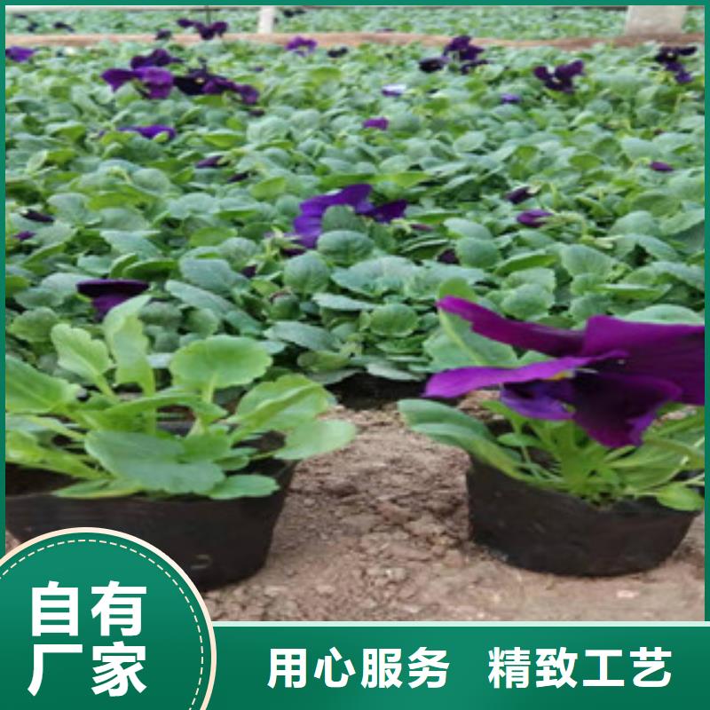 【宿根花卉】花海景观工程专注生产制造多年