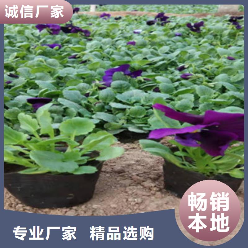 宿根花卉_时令花卉/绿化草花价格可放心采购