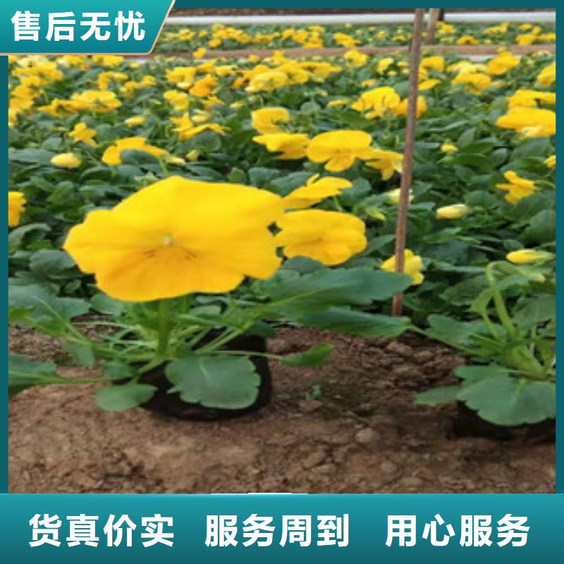 宿根花卉花海景观工程源厂定制