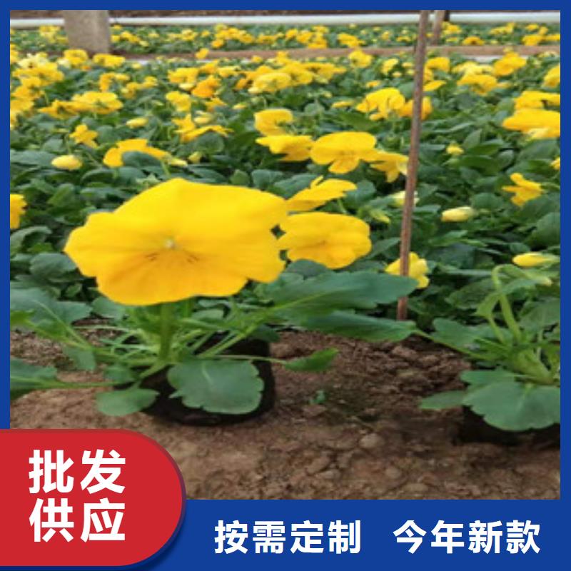 宿根花卉宿根花卉基地质量不佳尽管来找我