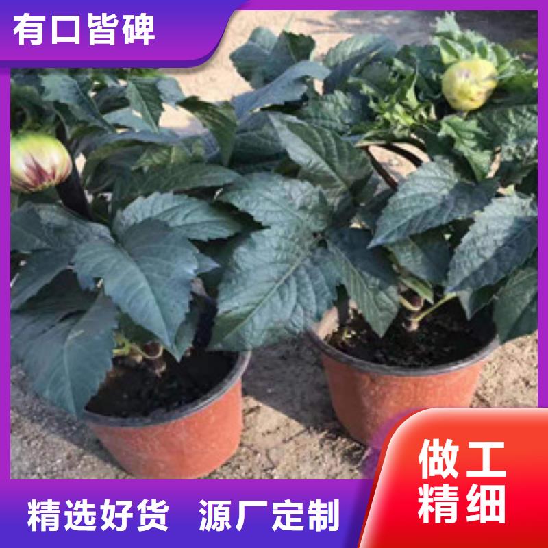 宿根花卉-鲁冰花/粉黛乱子草定制批发