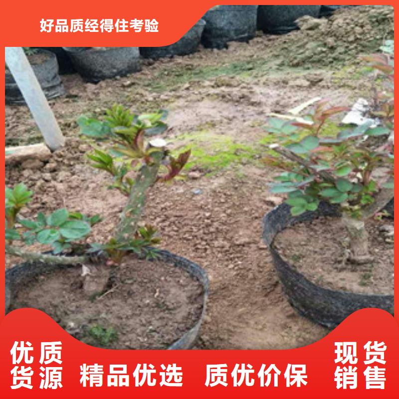 【花海景观耐寒耐旱草花基地0中间商差价】