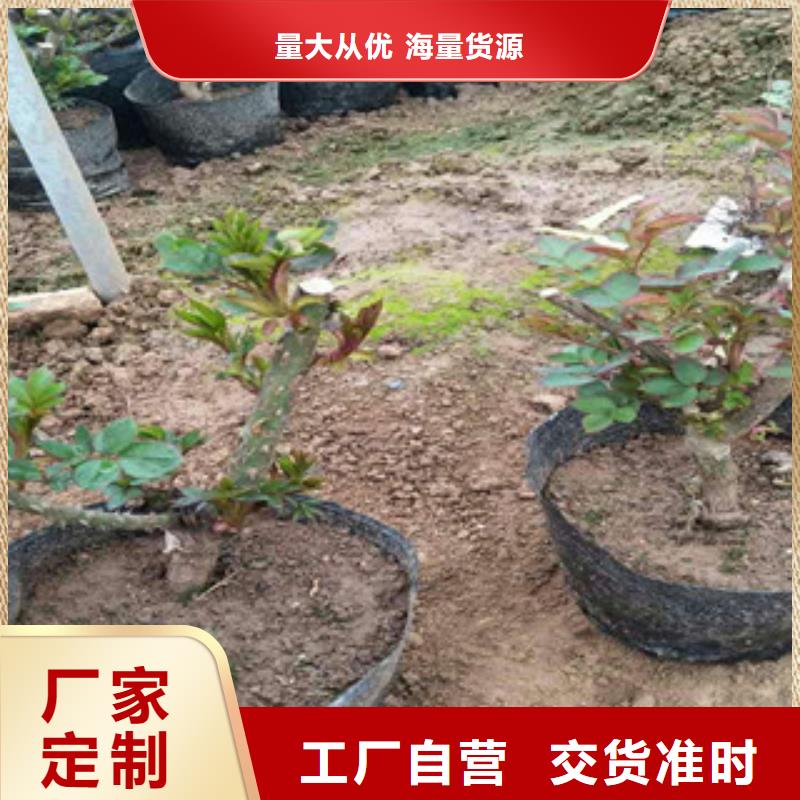 【花海景观】耐寒耐旱草花基地满足多种行业需求