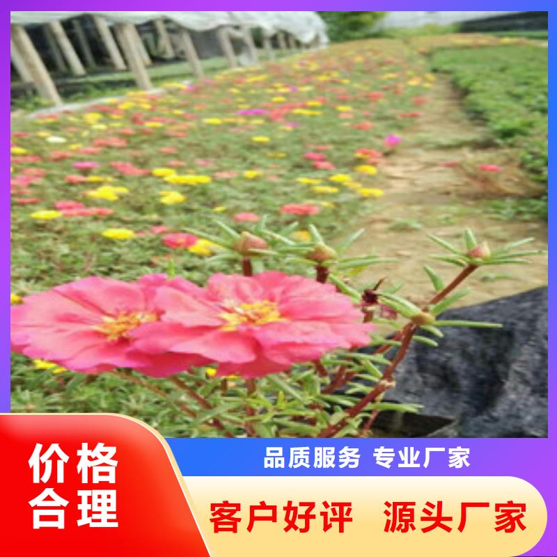 【花海景观】,时令花卉/绿化草花价格品牌大厂家