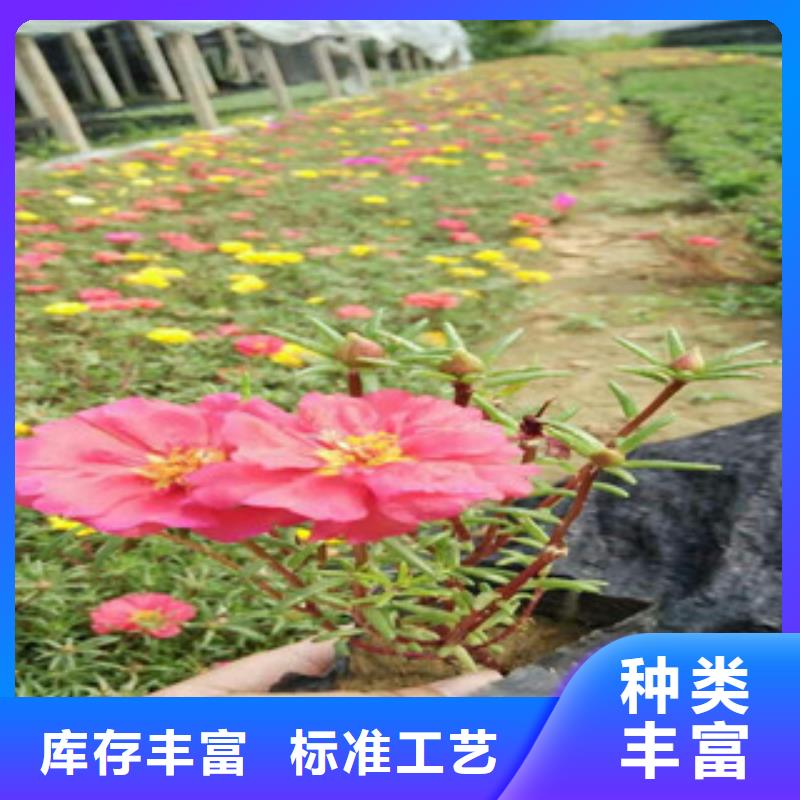 花海景观耐寒耐旱草花基地质量好