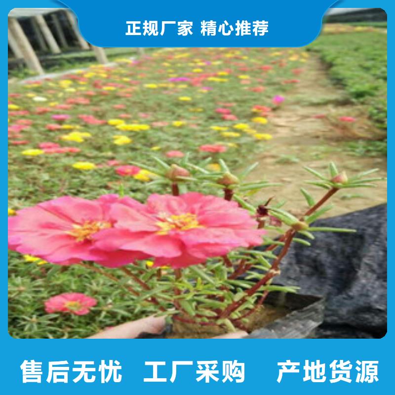 花海景观_观赏草/蒲苇狼尾草讲信誉保质量