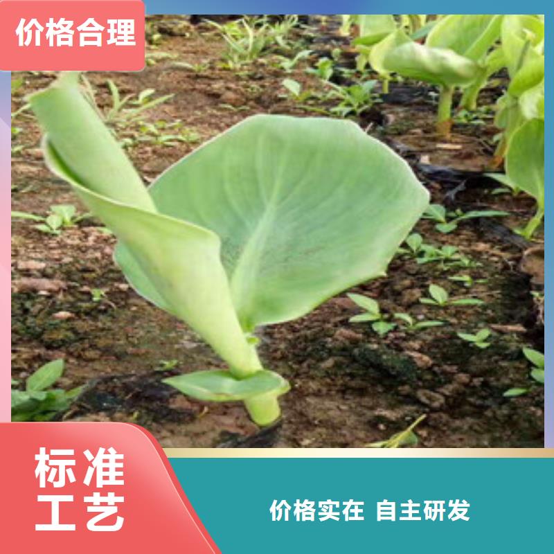 花海景观鲁冰花/粉黛乱子草严选用料