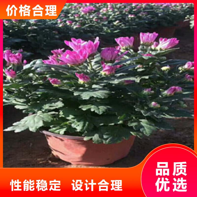 【花海景观】五一国庆草花批发质保一年