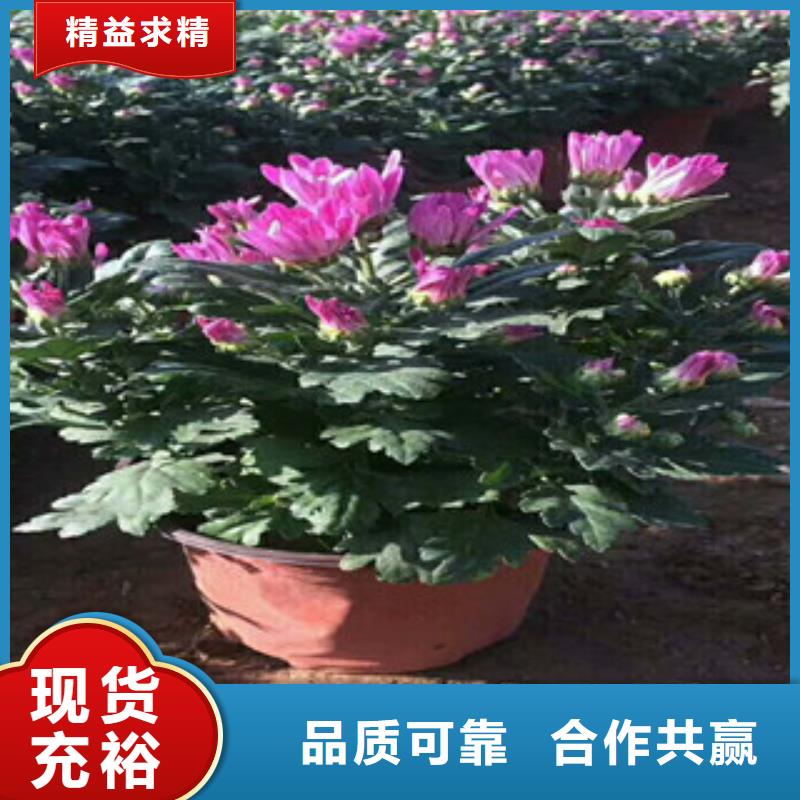 花海景观花海景观工程高标准高品质