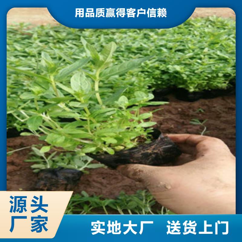 【花海景观】-水生植物/荷花睡莲严格把控质量