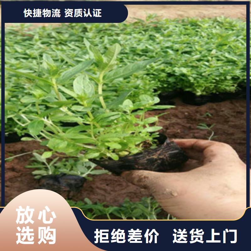 花海景观_水生植物/荷花睡莲做工细致