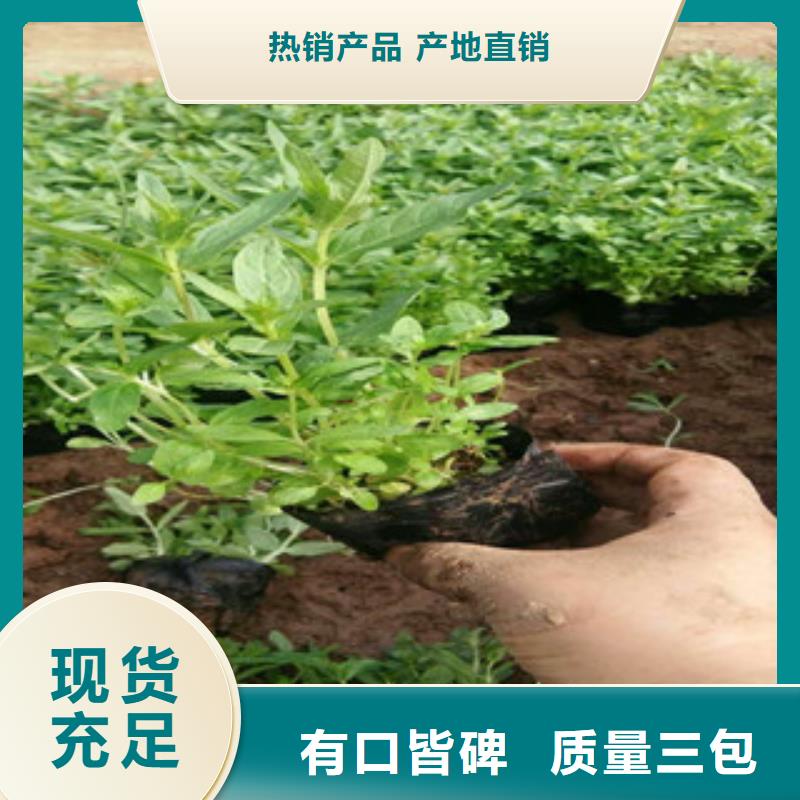 花海景观时令花卉/绿化草花价格质量为本