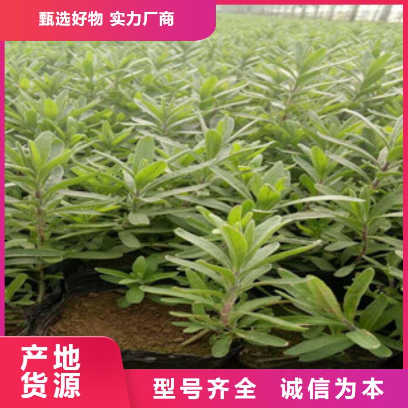 花海景观水生植物/荷花睡莲品牌企业