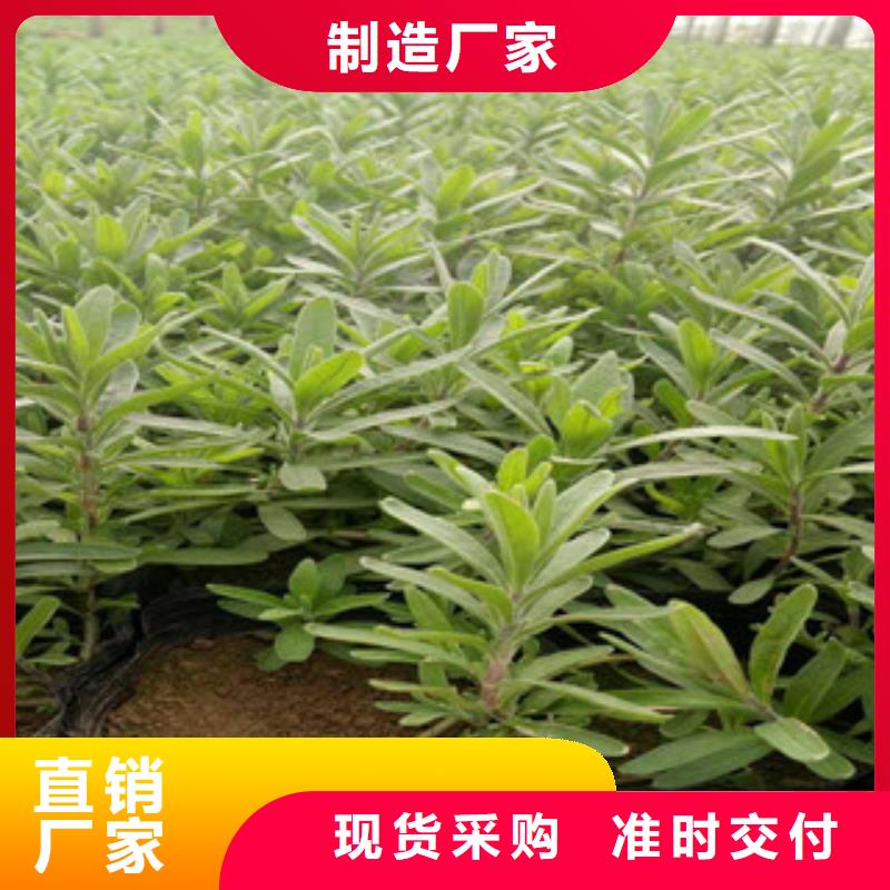 【花海景观】,水生植物/荷花睡莲源厂直销