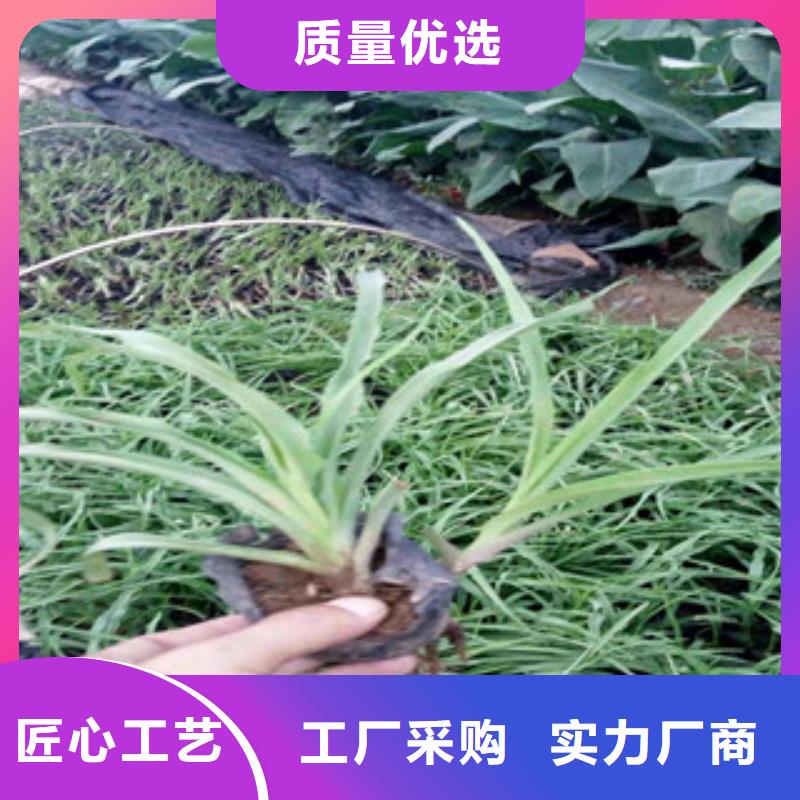 花海景观-宿根花卉基地支持货到付清