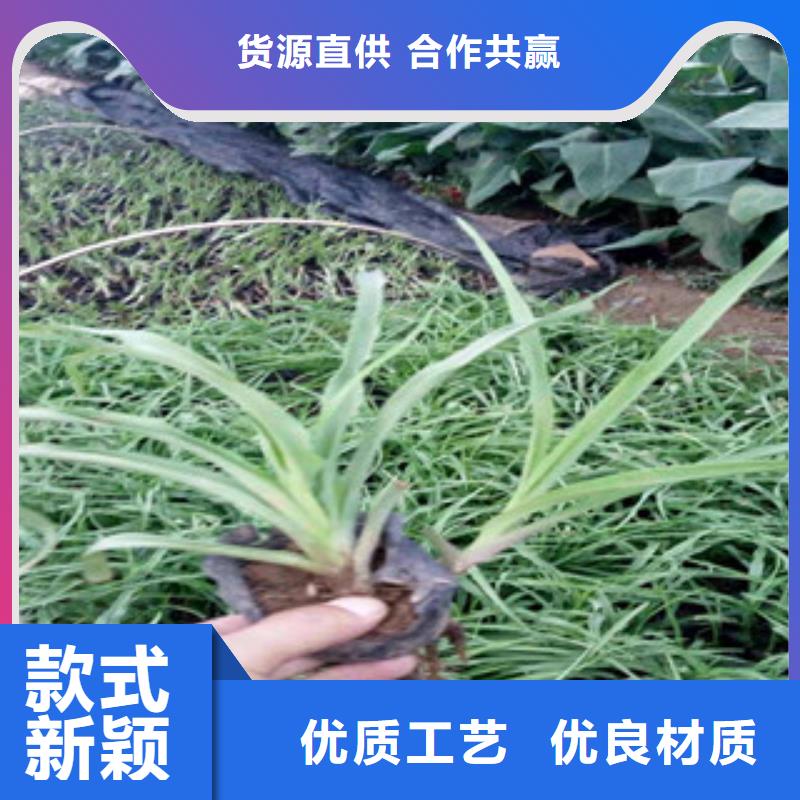 花海景观柳叶马鞭草/薰衣草厂家新品