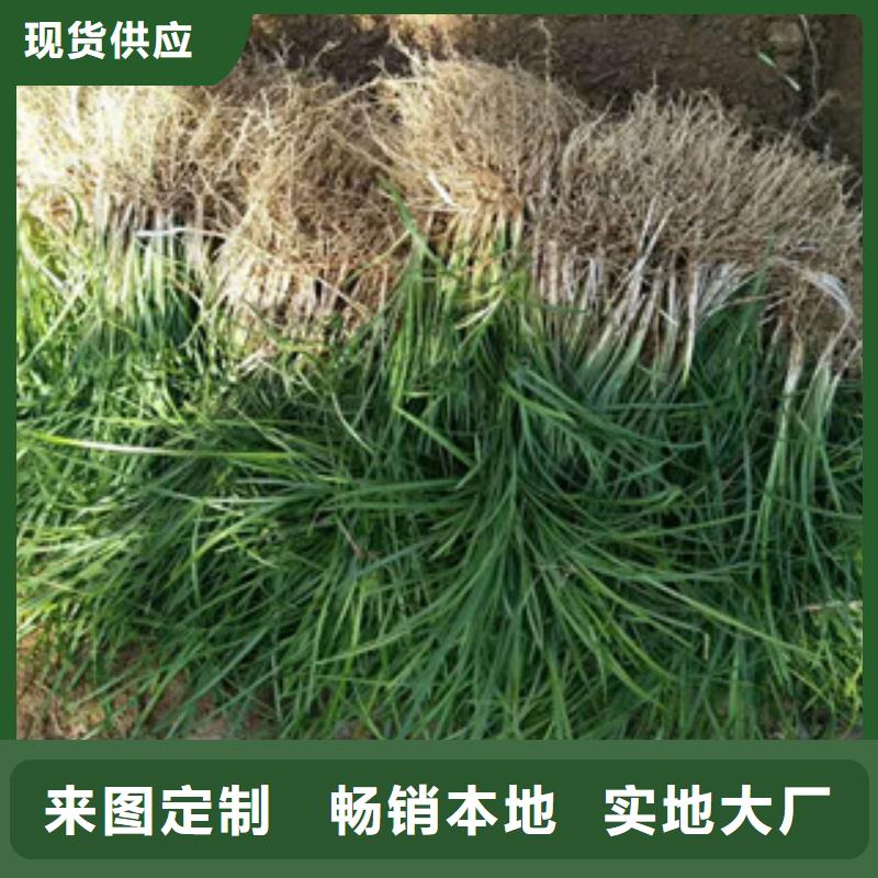 花海景观柳叶马鞭草/薰衣草品质保障价格合理